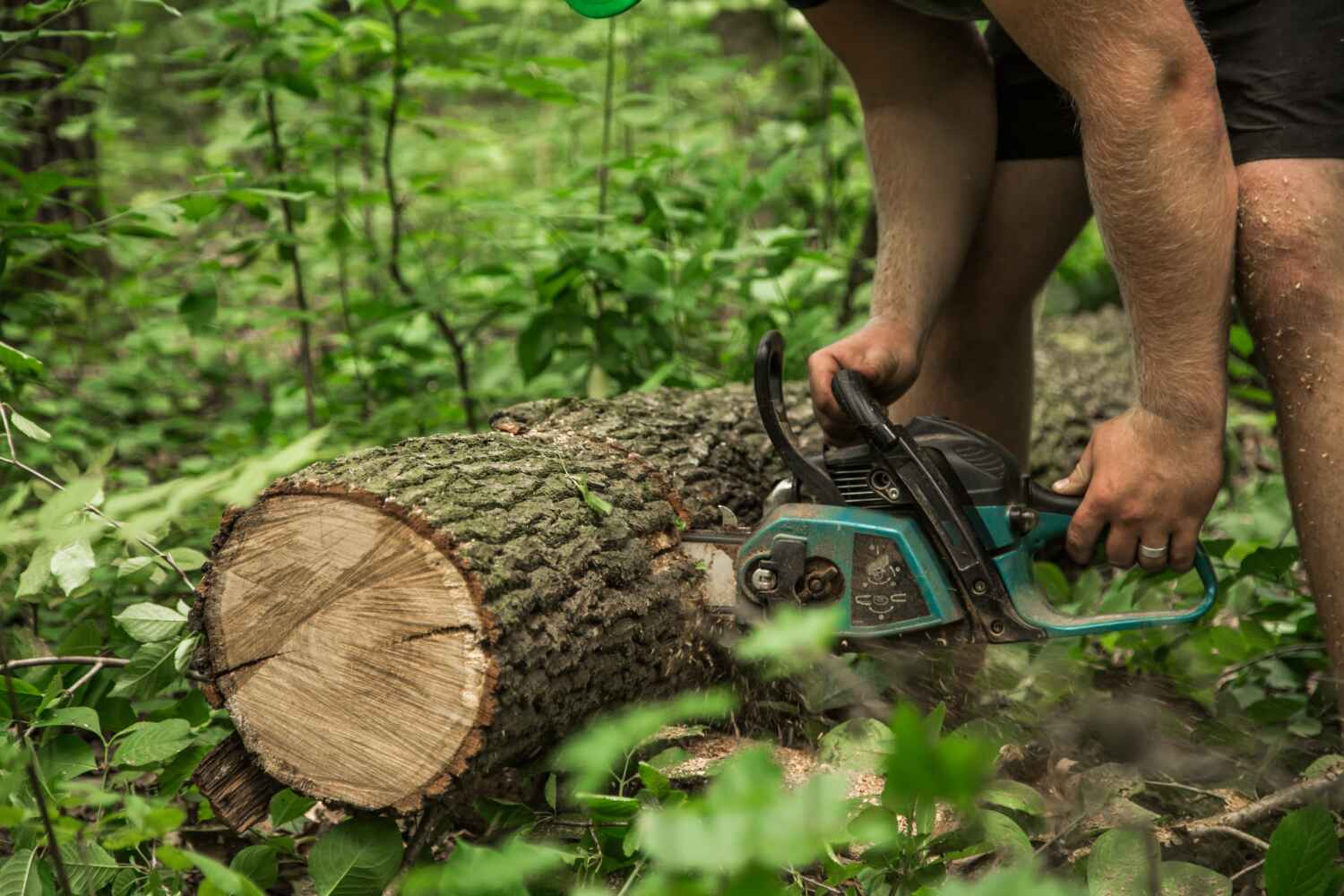 Best Tree Pruning Services  in Vandergrift, PA